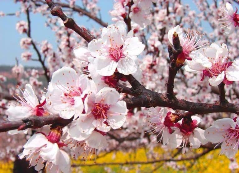 Spring in Shangrila; Apricot blossom