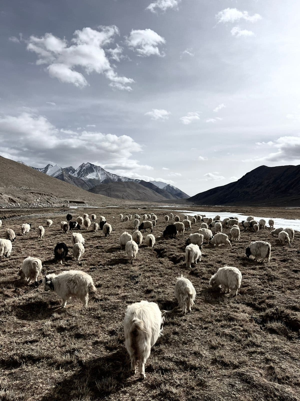 Pashmina goats grazing in Ladakh mountains